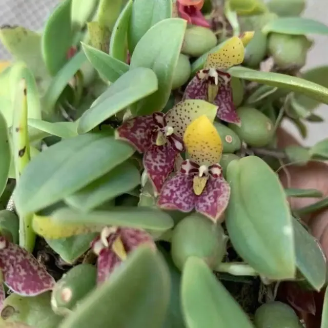 Bulbophyllum cambodianum (Bulbophyllum)
