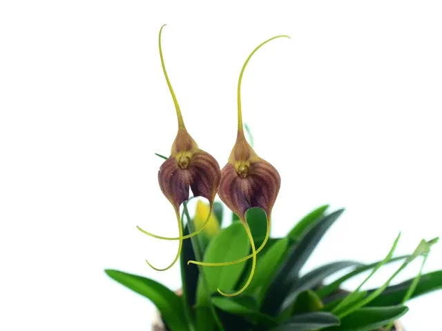 Masdevallia Nicola Flanagan (Masdevallia)