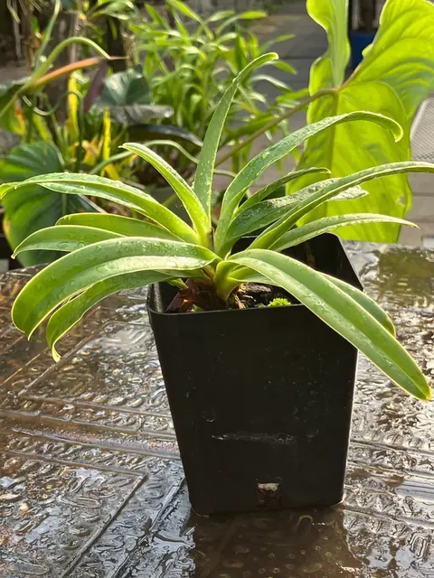 Paphiopedilum Henryanum x sib (Paphiopedilum)