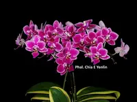 WP2639 Phalaenopsis Chia E Yenlin 'Variegata'