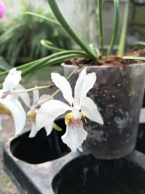 Holcoglossum INCANTATIO