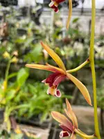 Cym. Finlaysonianum — Currently Not In Bloom or Spike