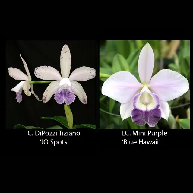 Cattleya DiPozzi Tiziano x Mini Purple
