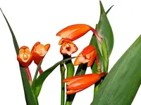 Sobralia crocea