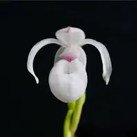 Mexipedium xerophyticum