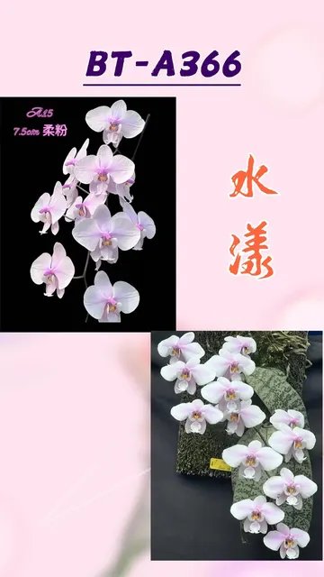 Phalaenopsis schilleriana '水潭' (Phalaenopsis)