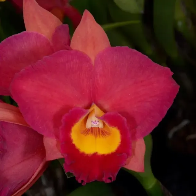 Rhyncholaeliocattleya California Queen ‘Red Angel’ (Rhyncholaeliocattleya)
