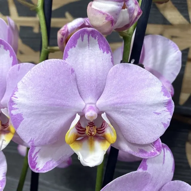 Phalaenopsis Le Vante