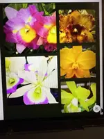 Cattleya Orchid Plant - Bare Root, No Tag, No Pot, 1-3 Stems, Sale - Unique Cattleya Variety