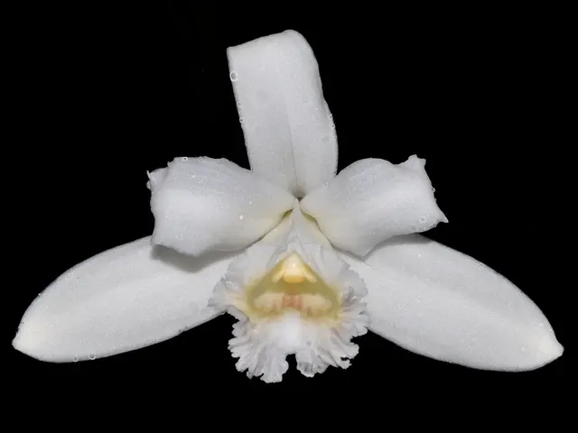 Sobralia kerryae (Sobralia)