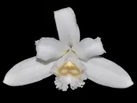 Sobralia kerryae