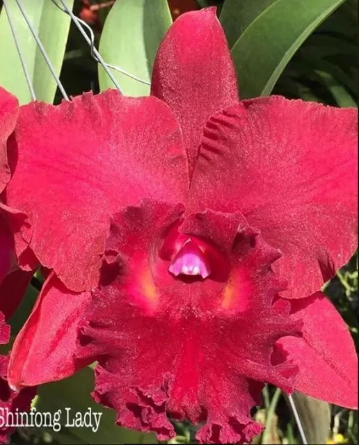 Cattleya Shinfong Lady