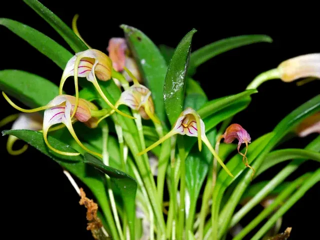Masdevallia helenae (Masdevallia)