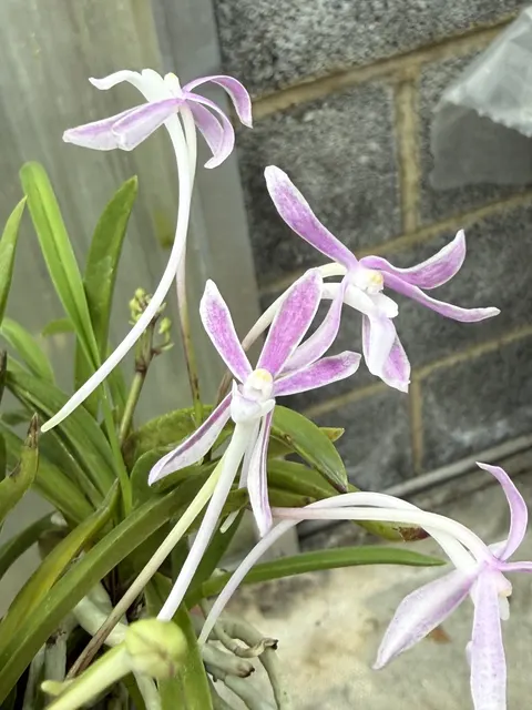 Neofinetia falcata 'Dansu' (Neofinetia)