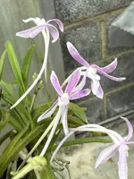 Neofinetia falcata ‘Dansu’