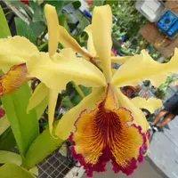 Cattleya dowiana fma aurea 'Net Dream' bloom size rare orchid species. Clone Highly sought after