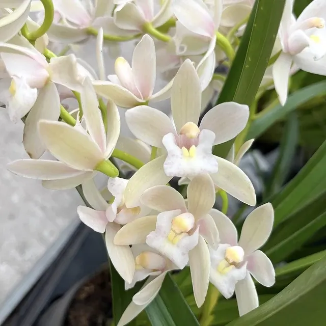 Cymbidium Sarah Jean 'Rose on Ice'