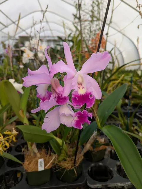Brassolaeliocattleya Lia's Dream (Brassolaeliocattleya)