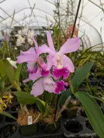 BLC Lia's Dream — 5 - 2" pot