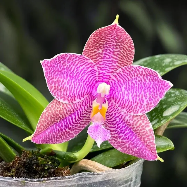 Phalaenopsis Miki Sabina '802'