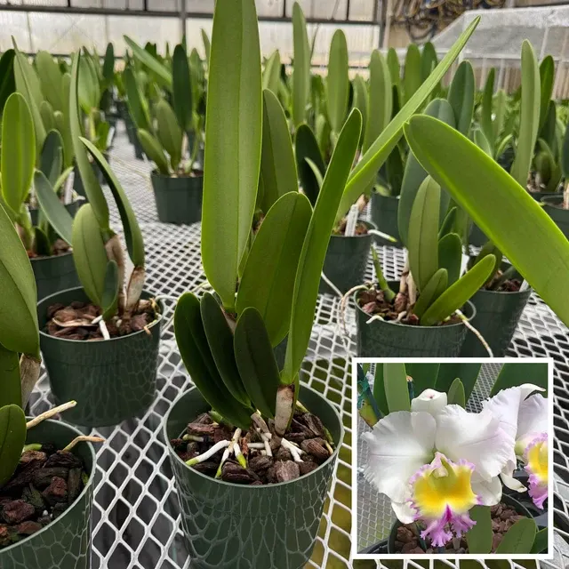 Rhyncholaeliocattleya Heavenly Sweet - Not Blooming 'Volcano Queen' (Rhyncholaeliocattleya)