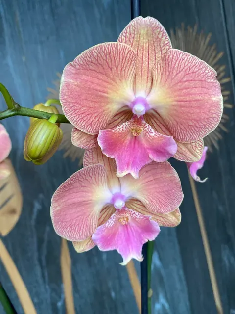 Phalaenopsis ‘Grape Fruit’ Big Lip