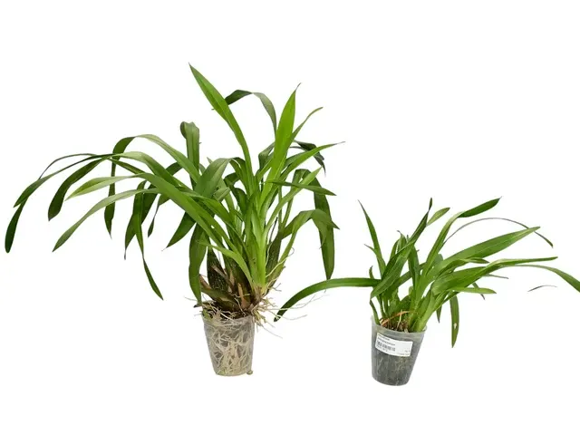 Oncidium Artejerezorum (Oncidium)
