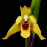 Maxillaria Variabilis Sp.