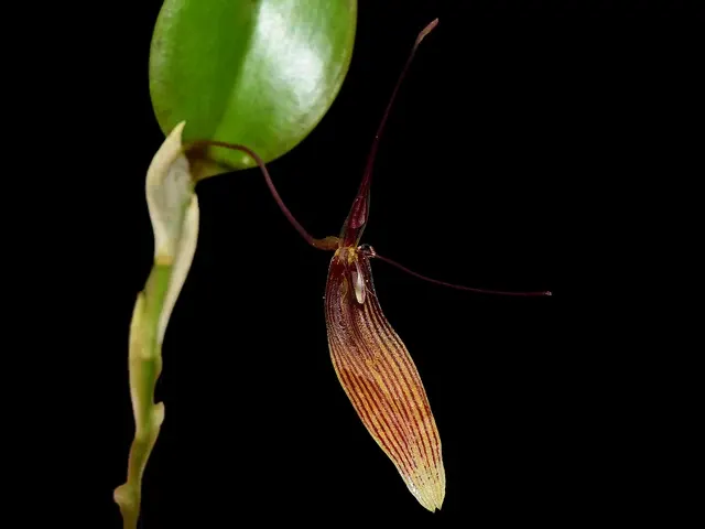Restrepia brachypus (Restrepia)