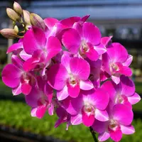 Dendrobium Red Gem Medium Size