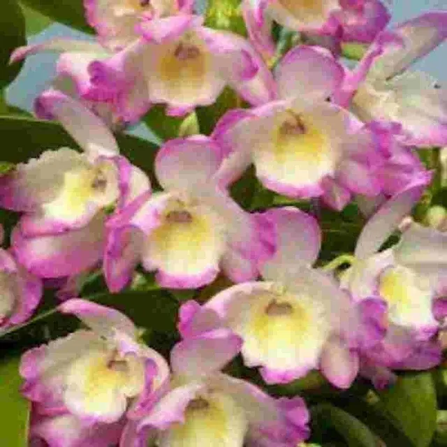 Dendrobium Tianmu Rose (Dendrobium)