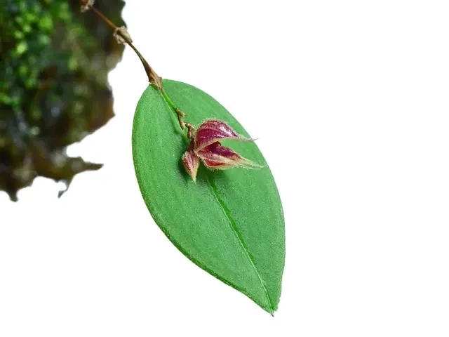 Lepanthes pelvis (Lepanthes)