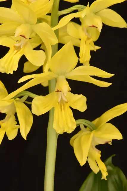 Calanthe striata