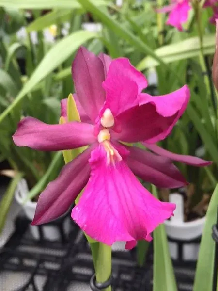 Miltonia Bluntii
