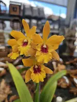 Epilaeliocattleya Jackie Bright ‘Hilo Stars’