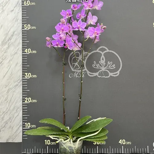 Phalaenopsis Hatuyuki 'Pink'