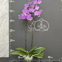 [Bare-root][Import AS-IS] #PA# Phal. Hatuyuki 'Pink' 殘雪粉花 [2.5" BS][Sept Preorder 26]