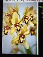 Cymbidium Orchid Bulb - Bare Root Plant - Surprise Variety - Orchidaceae