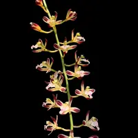 Acriopsis indica