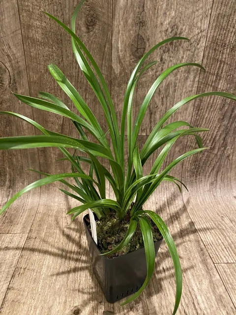 Cymbidium goeringii x ensifolium