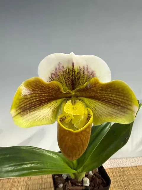 Paphiopedilum Enzan Maffetee x Frank and Amanda (Paphiopedilum)