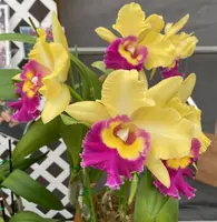 Rlc. Young Kong 'Sun #16'