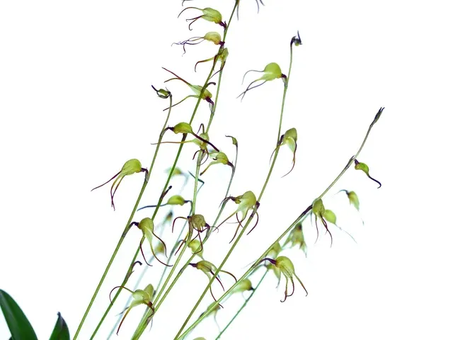 Masdevallia tentaculata (Masdevallia)