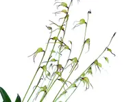 Masdevallia tentaculata