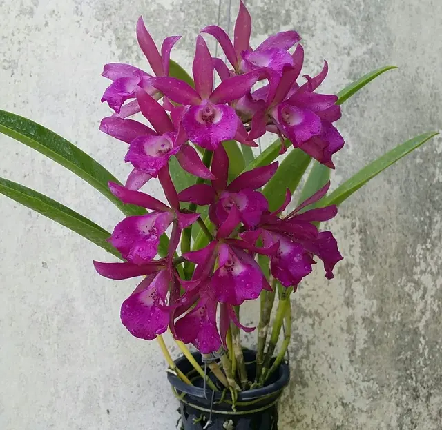 Cattleya Amorn Impression Blooming Size (Cattleya)