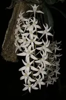 Mystacidium capense