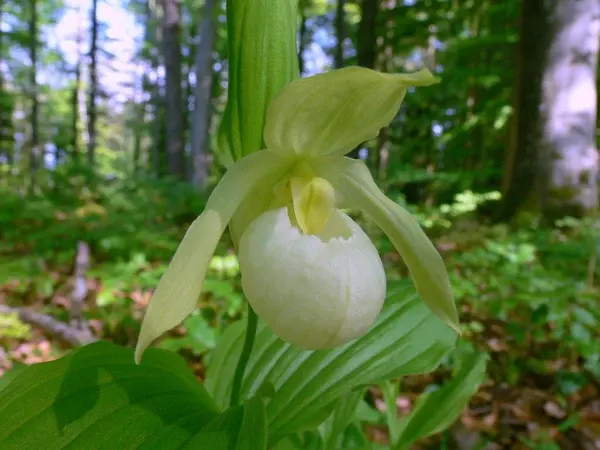 Cypripedium Michael 'Michael Pastel'