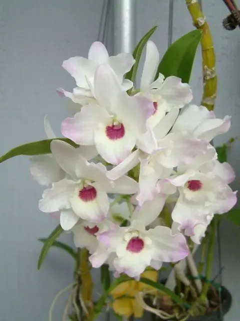 Dendrobium nobile (Dendrobium)