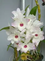 Dendrobium Nobile - Growers Choice White, Lavender, pink-fragrant — Not Currently In Bloom or Spike