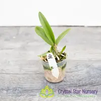 Brassocattleya Taiwan Big Lip 'Ta-Hsin' (M461)